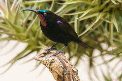 Chalcomitra amethystina amethystina