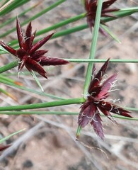 Cyperus semitrifidus