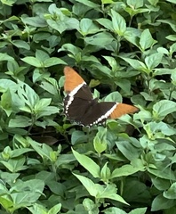 Siproeta epaphus epaphus