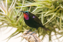 Chalcomitra amethystina amethystina