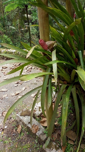 Aechmea vanhoutteana (Aechmea vanhoutteana)