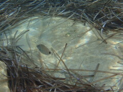 Diplodus