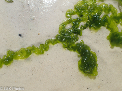 Ulva