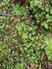 Fissidens bryoides