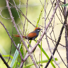 Synallaxis infuscata