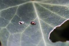 Nephus quadrimaculatus