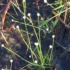 Eriocaulon aquaticum