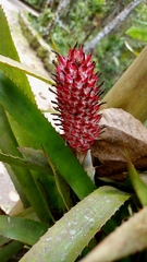 Aechmea vanhoutteana