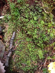 Fissidens bryoides