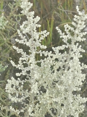 Seriphium plumosum