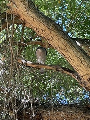 Accipiter cooperii