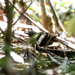 Myrmoderus ruficauda