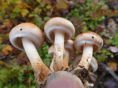 Hypholoma lateritium