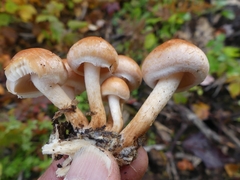 Hypholoma lateritium