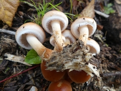 Hypholoma lateritium