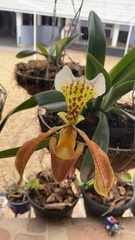 Paphiopedilum