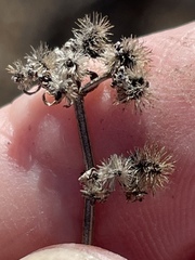 Galium angustifolium