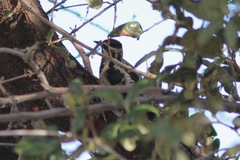 Sphyrapicus varius × nuchalis
