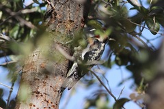 Sphyrapicus varius × nuchalis