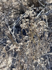 Galium angustifolium