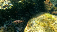 Serranus atricauda