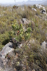 Leucadendron laureolum