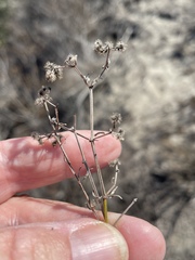 Galium angustifolium