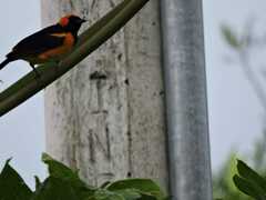 Icterus auricapillus