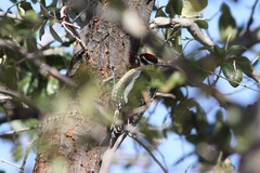 Sphyrapicus varius × nuchalis
