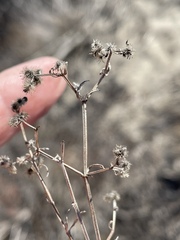 Galium angustifolium