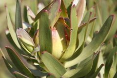 Leucadendron laureolum