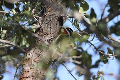 Sphyrapicus varius × nuchalis