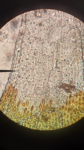 Image of Hedwigia stellata by no rights reserved
