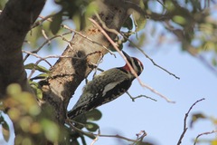 Sphyrapicus varius × nuchalis