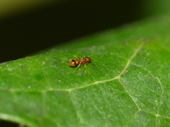 Temnothorax