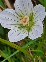 Geranium incanum