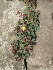 Oxalis corniculata