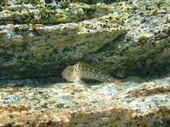 Parablennius sanguinolentus