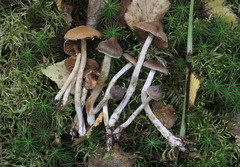 Cortinarius pilatii