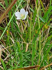 Geranium incanum
