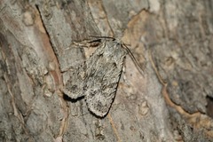 Lithophane ornitopus