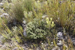Stilbaceae