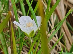 Geranium incanum