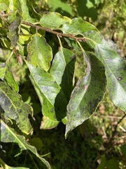 Diospyros lotus