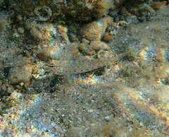 Gobius incognitus