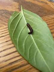 Omphalocera munroei