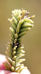 Stilbaceae