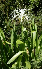 Hymenocallis
