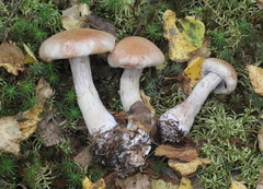 Cortinarius rusticus