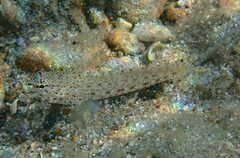 Gobius incognitus
